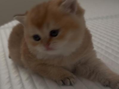 Luky - Scottish Straight - Gallery Photo #1