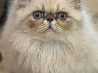Amethyst Available Himalayan Persian - Himalayan - Gallery Photo #1