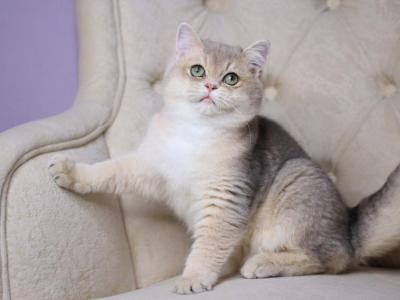 Ponchik - British Shorthair - Gallery Photo #1