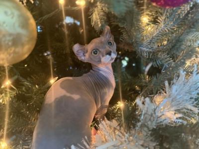 Gray Elf - Bambino - Gallery Photo #1
