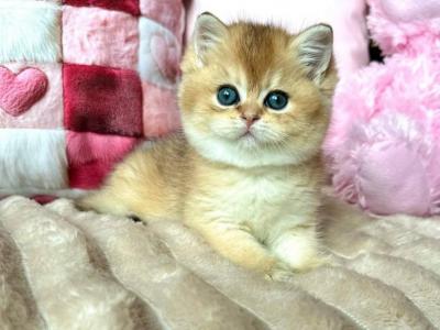 Gloria - British Shorthair - Gallery Photo #1