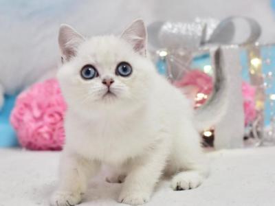 Dior Bri - British Shorthair - Gallery Photo #1