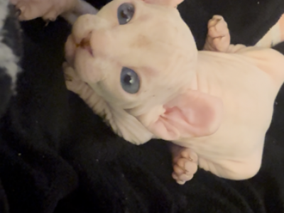 Licorice - Sphynx - Gallery Photo #1