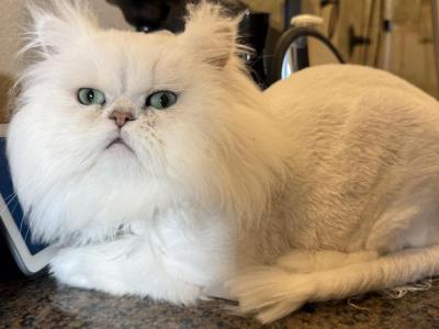 Sire And Dam Of Christmas Persian Babies - Persian - Gallery Photo #1