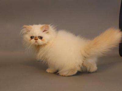 Persian - Persian - Gallery Photo #1