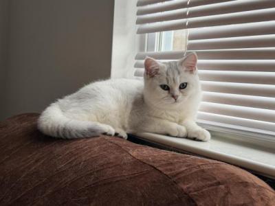 Oreo - Scottish Straight - Gallery Photo #1