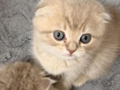 Scottish Fold Solid Beige Male - Scottish Straight - Gallery Photo #1