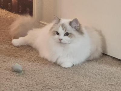 Olive - Ragdoll - Gallery Photo #1