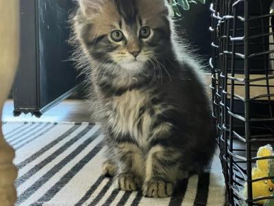 Sunny And Emmett - Maine Coon - Gallery Photo #1