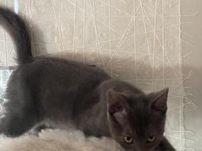 Comet - Domestic - Gallery Photo #1