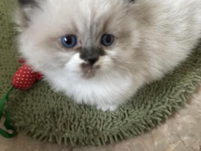 LITTLE HONEY BUNNY - Munchkin - Gallery Photo #1