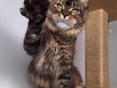 Quianna - Maine Coon - Gallery Photo #1