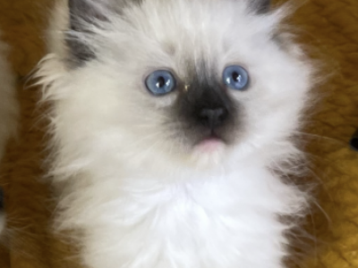 Snowy - Ragdoll - Gallery Photo #1