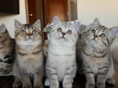 Purebred Champion Bloodline British Shorthairs - British Shorthair - Gallery Photo #1