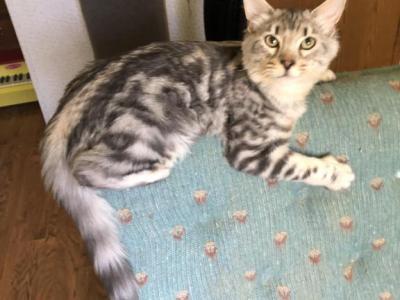 Sully - Bengal - Gallery Photo #1