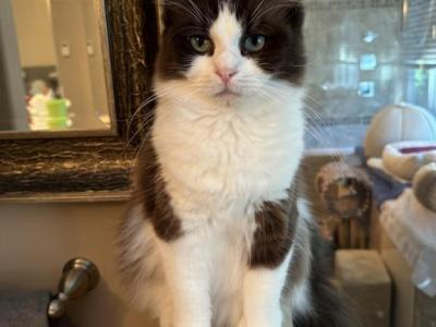 MOCHA LATTE - Ragdoll - Gallery Photo #1