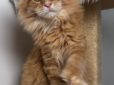 Lancelot - Maine Coon - Gallery Photo #1