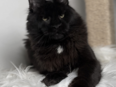 Katalina - Maine Coon - Gallery Photo #1