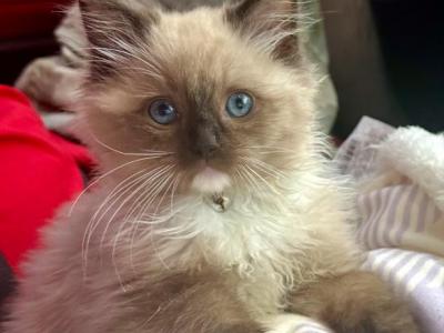 Blue And Seal Mink Ragdoll Kittens - Ragdoll - Gallery Photo #1