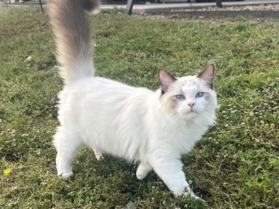June25 - Ragdoll - Gallery Photo #1
