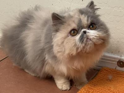 Molly Dilute Calico SOLD - Persian - Gallery Photo #1