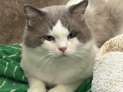 JASPER - Ragdoll - Gallery Photo #1