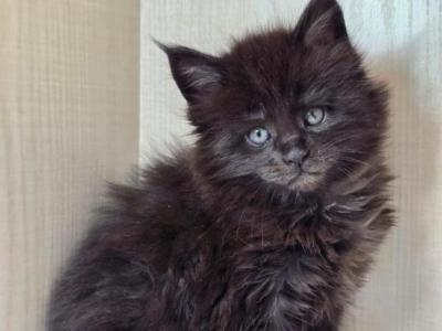 Bruno - Maine Coon - Gallery Photo #1