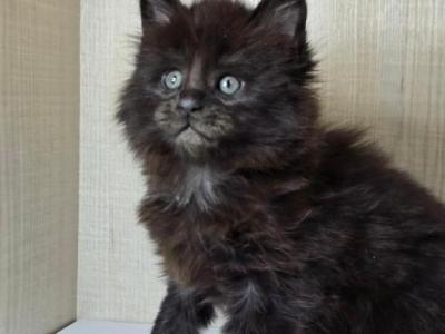 Briana - Maine Coon - Gallery Photo #1