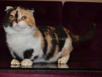 Peppi Chimera Tricolor Calico Munchkin Short Legs - Munchkin - Gallery Photo #1
