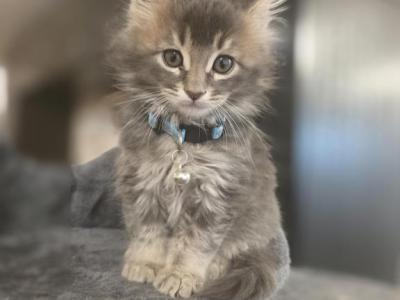 Marci - Maine Coon - Gallery Photo #1