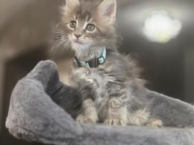 Frankie - Maine Coon - Gallery Photo #1