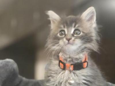 Mary - Maine Coon - Gallery Photo #1