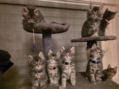 Maine Coon Kittens - Maine Coon - Gallery Photo #1