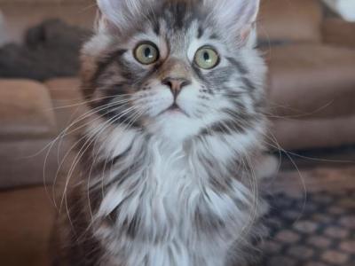 Gems - Maine Coon - Gallery Photo #1