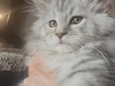 Lynx Litter - Maine Coon - Gallery Photo #1