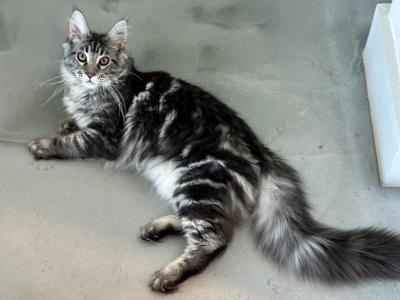 Big Boy - Maine Coon - Gallery Photo #1