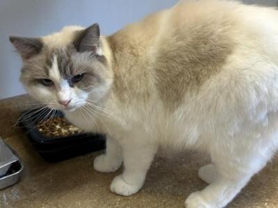 BLU BELLE - Ragdoll - Gallery Photo #1