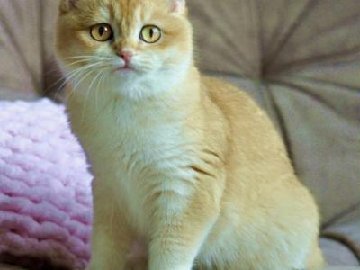 Hugo - British Shorthair - Gallery Photo #1