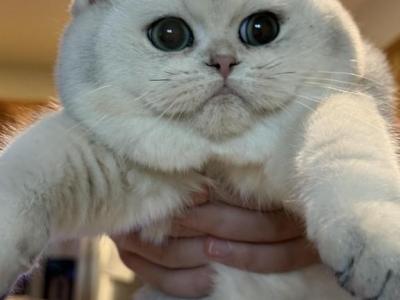 Ronny - Scottish Straight - Gallery Photo #1