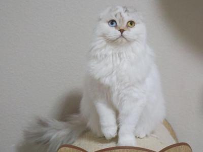 Y U M I - Scottish Fold - Gallery Photo #1
