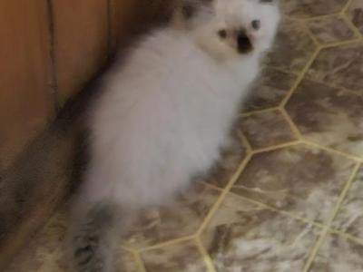 Seal Point Sweetheart - Ragdoll - Gallery Photo #1