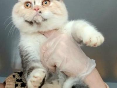 Tica Exotic Shorthair Female Ready To Go - Exotic - Gallery Photo #1
