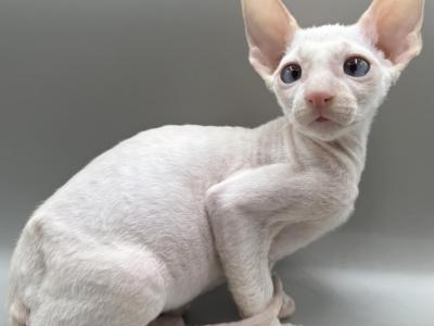 Cornish Rex Male Kitten - Cornish Rex - Gallery Photo #1