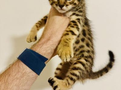 Jasmine Kittens - Savannah - Gallery Photo #1