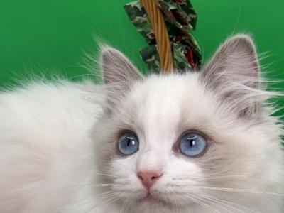 Allure Ragdolls TICA Pedigreed Ragdolls - Ragdoll - Gallery Photo #1
