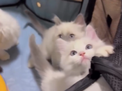 Ragdoll - Ragdoll - Gallery Photo #1