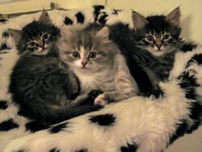 Christmas Siberian Litter - Siberian - Gallery Photo #1