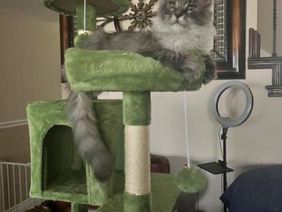 Aurora Polydactyl - Maine Coon - Gallery Photo #1