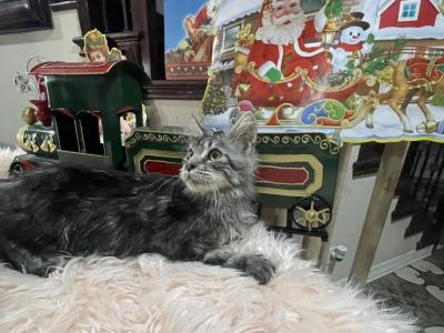 Leon Polydactyl - Maine Coon - Gallery Photo #1