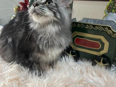 Leon Polydactyl - Maine Coon - Gallery Photo #1